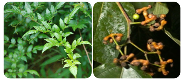 horney goat weat powder 