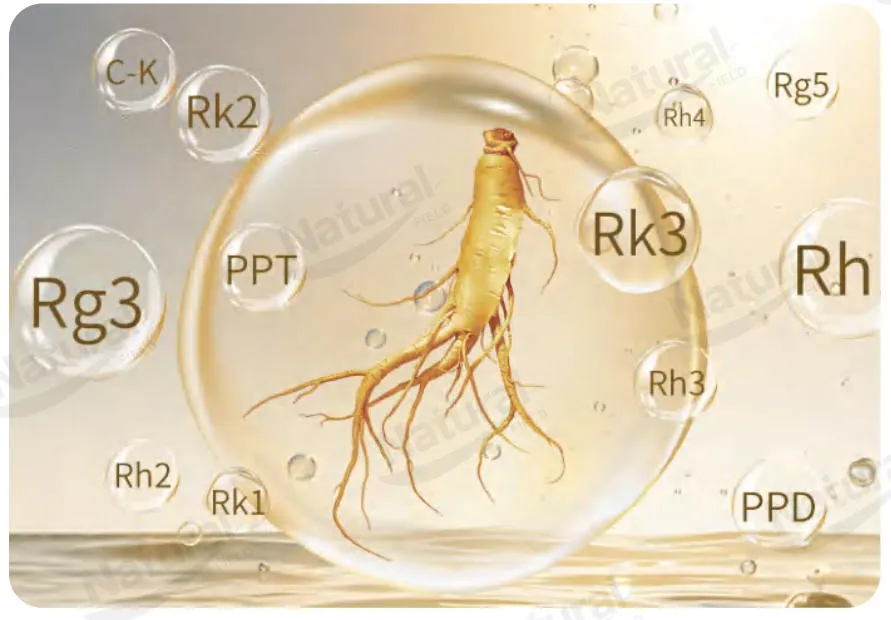 Роль и преимущества редких гинсенозидов в совместной загрузке липосом