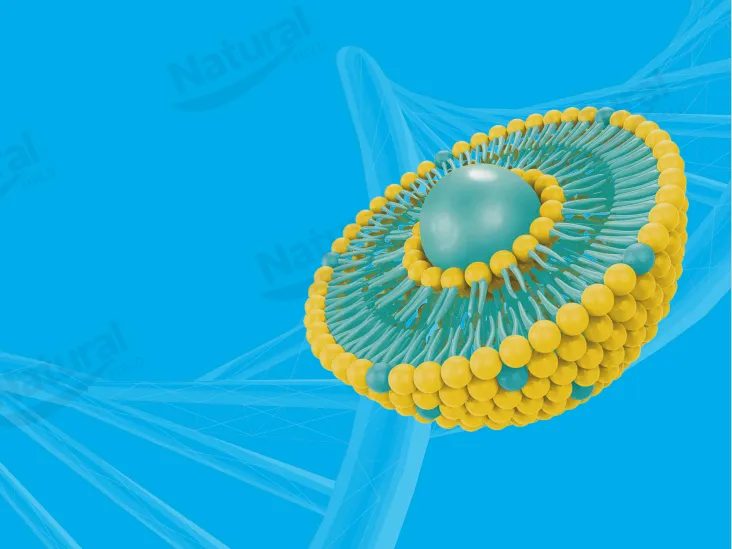 Как выбрать высокое качество липосом поставщиков